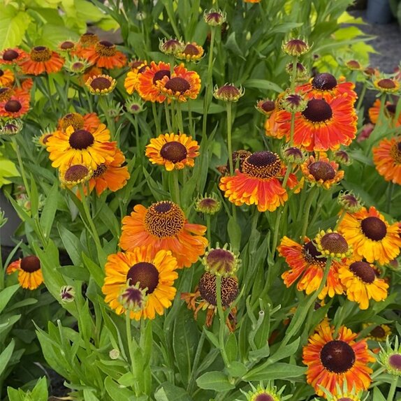 Helenium Mardi Gras - image 2