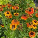 Helenium Mardi Gras - image 2