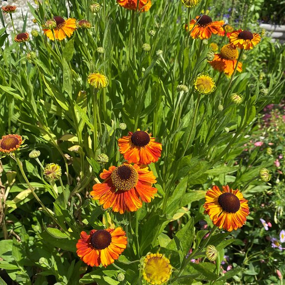 Helenium Sahins Early Flowerer