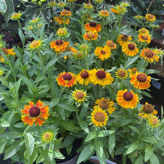 Helenium 'Short & Sassy' - image 1