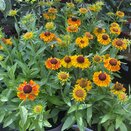 Helenium 'Short & Sassy' - image 1
