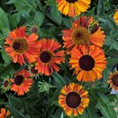 Helenium 'Short & Sassy' - image 2
