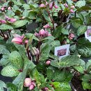 Hellebore Frostkiss Cosmio