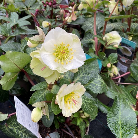Hellebore Frostkiss Moondance