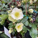 Hellebore Frostkiss Moondance