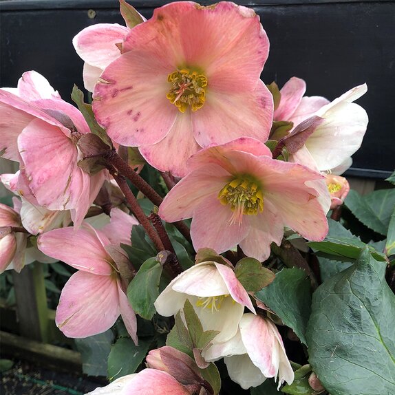 Hellebore HGC SR Frosty