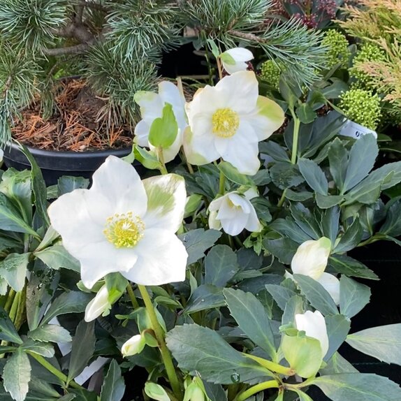 Hellebore Jasper