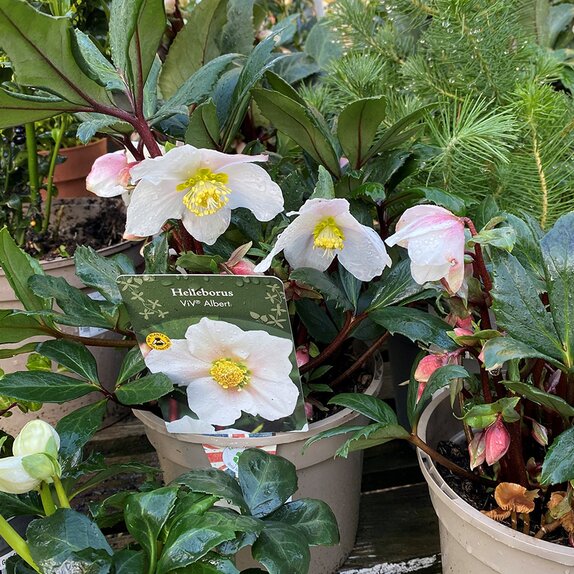 Hellebore ViV® Albert