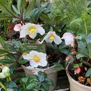 Hellebore ViV® Albert