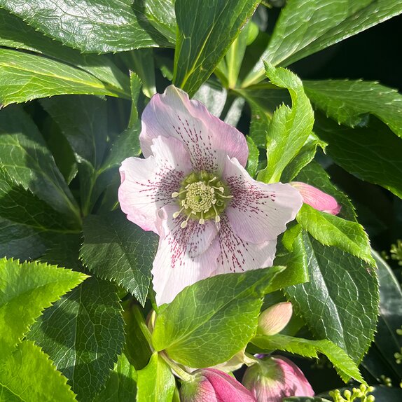 Hellebore ViV® Celestina