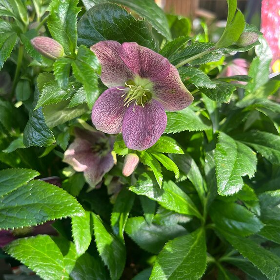 Hellebore ViV® Victoria