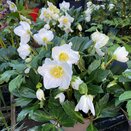 Hellebore ViV® Viktor