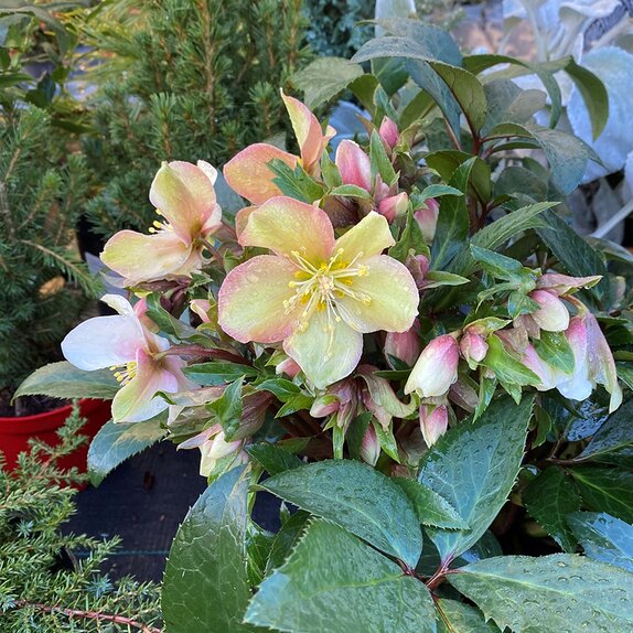 Hellebore ViV® Wanda