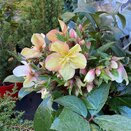 Hellebore ViV® Wanda