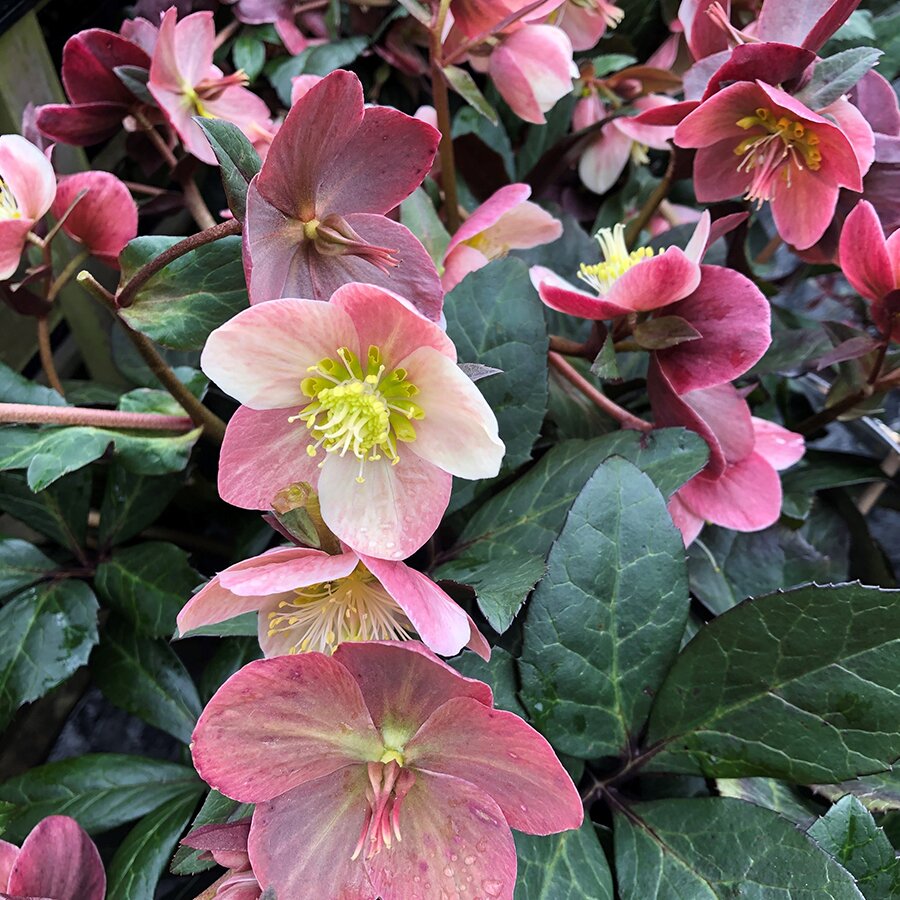 Helleborus HGC Merlin Knights Garden Centres Helleborus HGC Merlin Knights Garden Centres