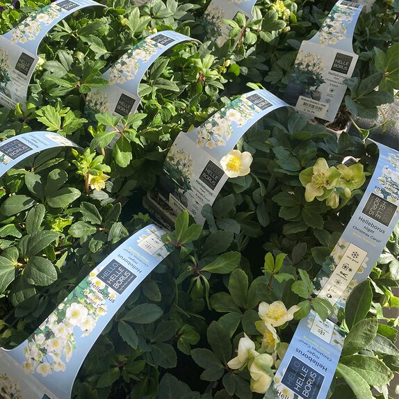 Helleborus nig. Christmas Carol 6pk