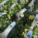 Helleborus nig. Christmas Carol 6pk