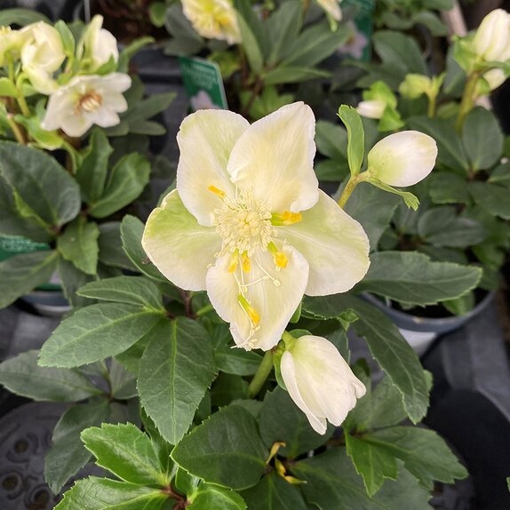 Helleborus niger Christmas Carol 12cm pot - image 2