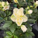 Helleborus niger Christmas Carol 12cm pot - image 2