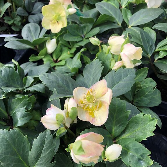 Helleborus niger Christmas Carol 12cm pot - image 1