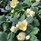 Helleborus niger Christmas Carol 12cm pot - image 1
