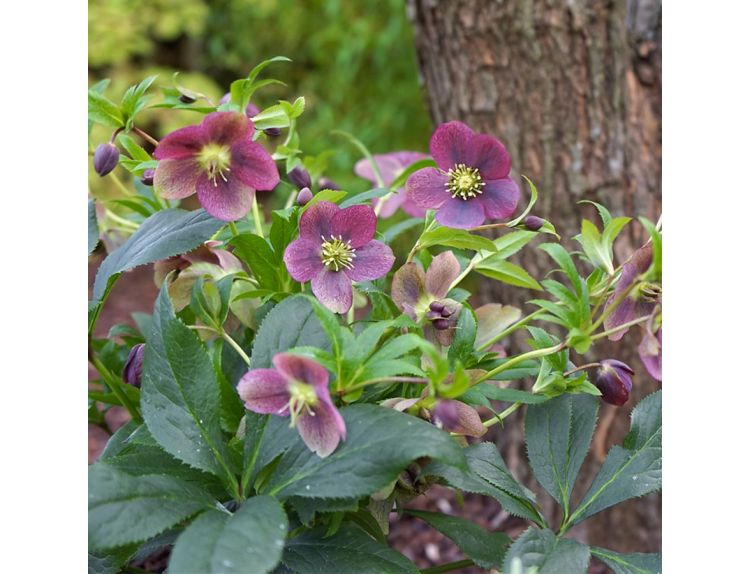 Helleborus VIV Victoria