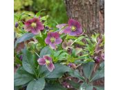 Helleborus VIV Victoria