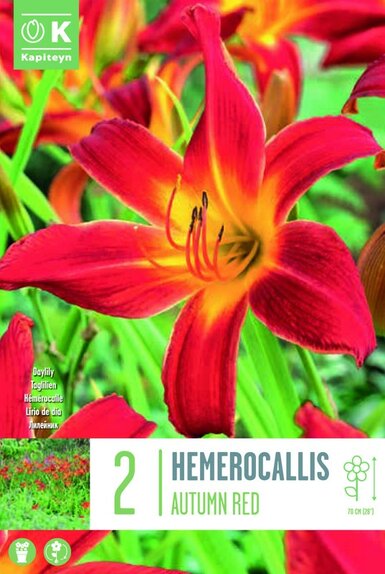 Hemerocallis Autumn Red