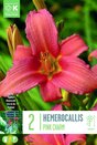 Hemerocallis Pink Charm