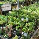 Herb Selection - image 1
