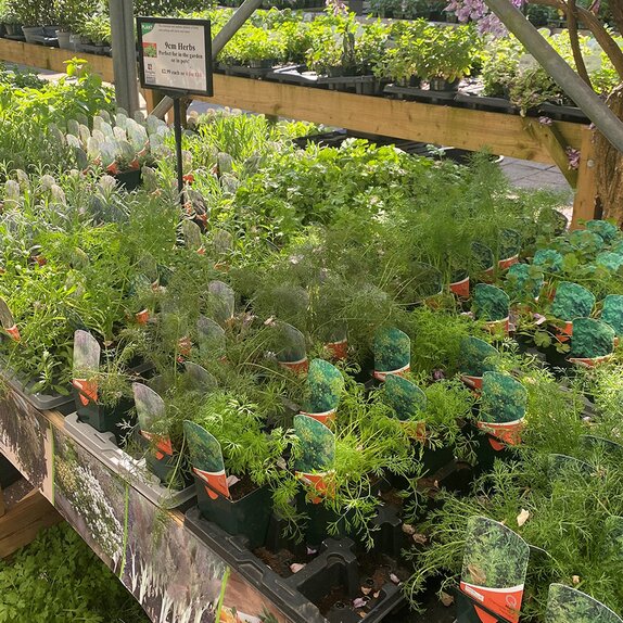 Herb Selection - image 2