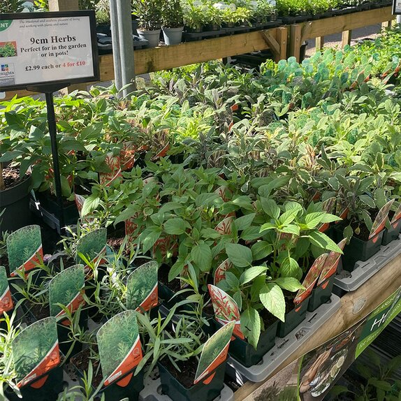 Herb Selection - image 3