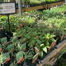 Herb Selection - image 3