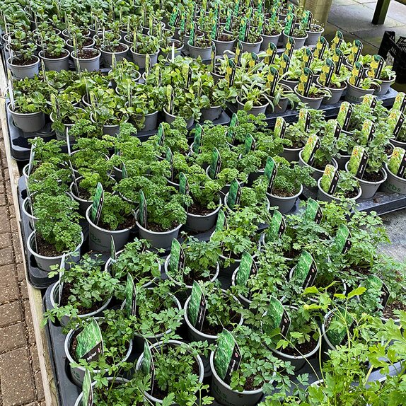 Herb Selection 9cm pots