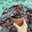 Heuchera americana Melting Fire