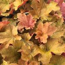 Heuchera Caramel
