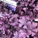 Heuchera Forever Purple