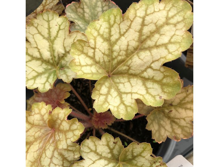 Heuchera Ginger Ale 1 litre pot
