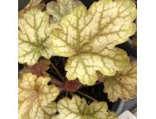 Heuchera Ginger Ale 1 litre pot