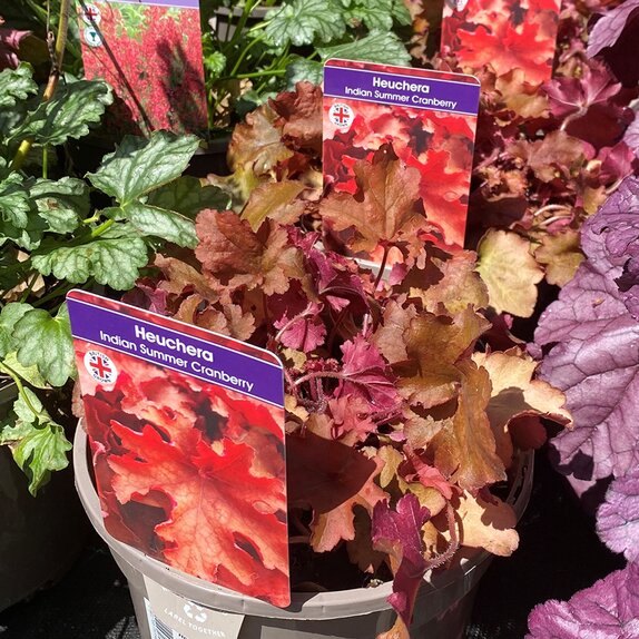 Heuchera Indian Summer Cranberry - image 2