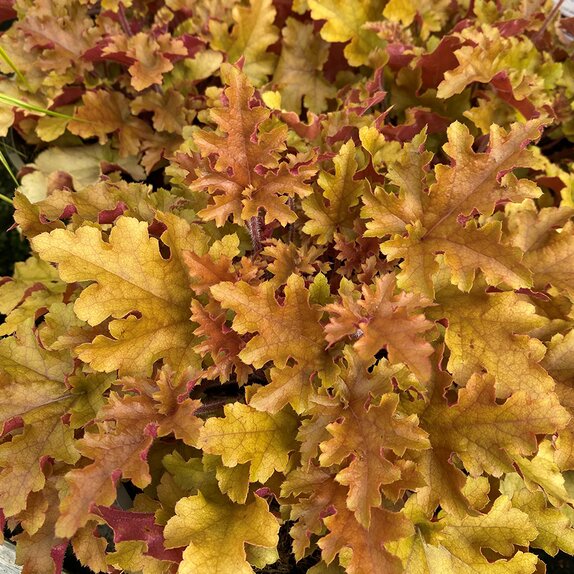 Heuchera Marmalade