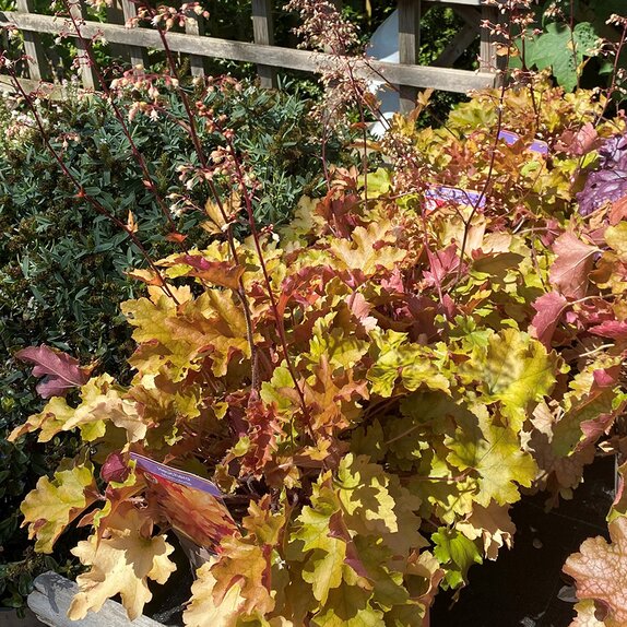Heuchera Marmalade - image 2
