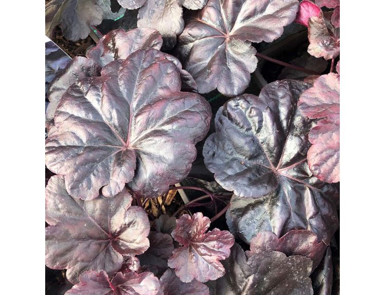 Heuchera Obsidian