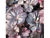Heuchera Obsidian