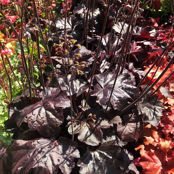 Heuchera Obsidian