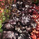 Heuchera Obsidian