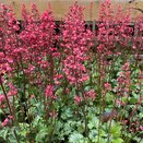 Heuchera Paris
