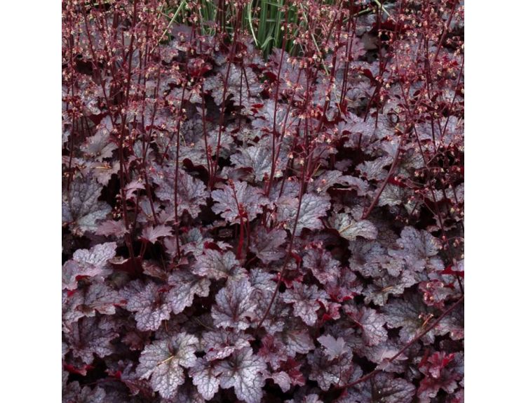 Heuchera Plum Pudding