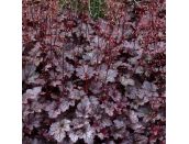 Heuchera Plum Pudding