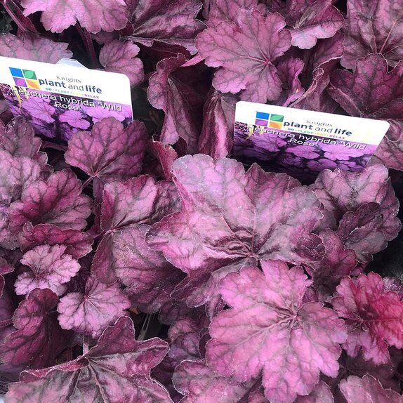 Heuchera Wild Rose